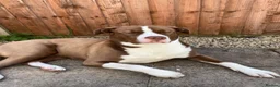 Mixed Breed dogs for sale: Maya  in Leicester - Advert 6