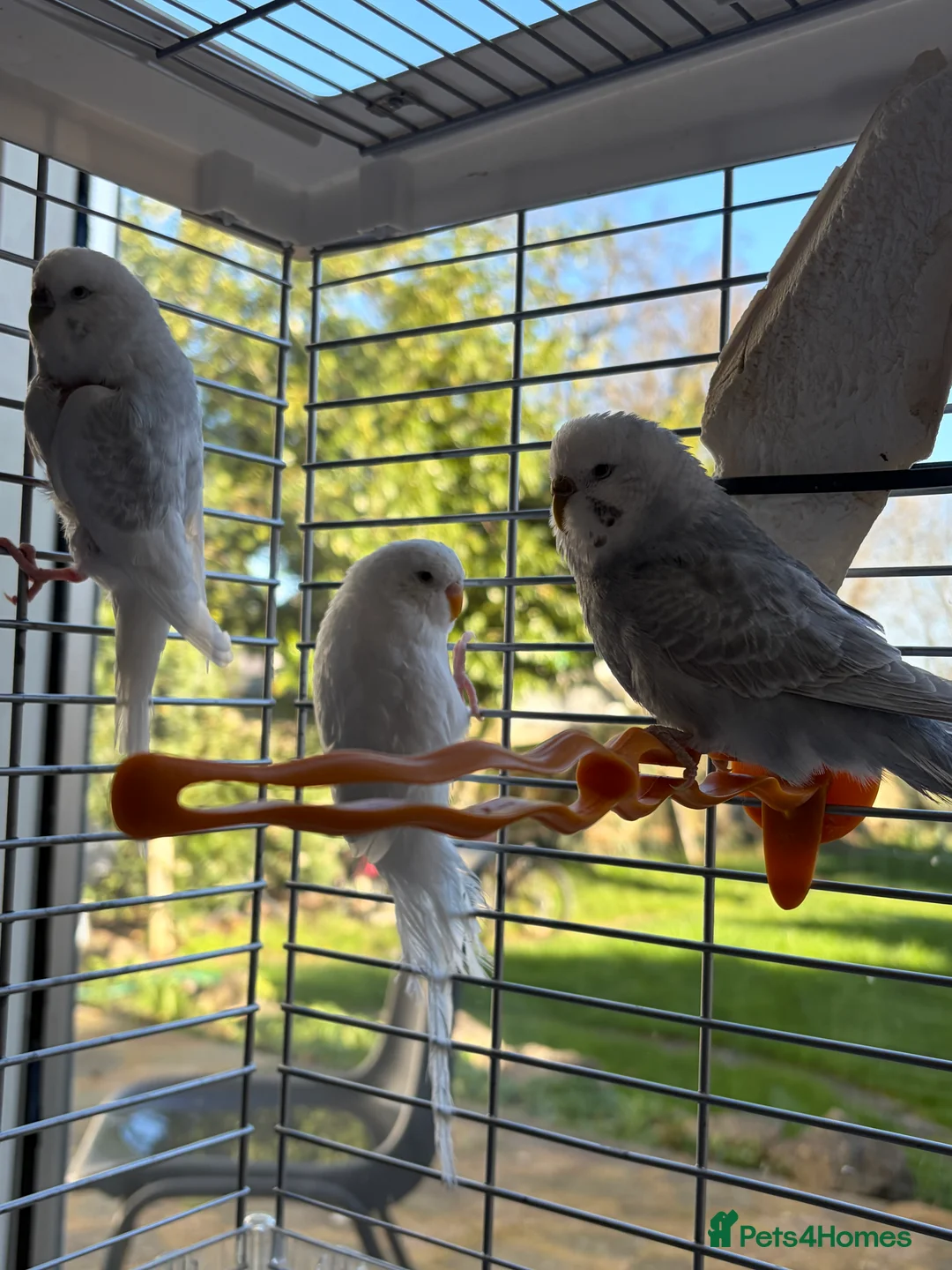 Budgerigars birds for sale: 2 young budgies and their mother for sale - Advert 1