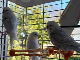 Budgerigars birds 2 young budgies and their mother for sale - Advert 2