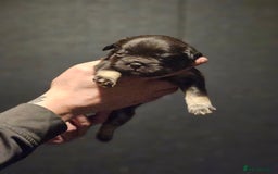 French Bulldog dogs for sale: Fluffy french bulldogs  - Advert 7