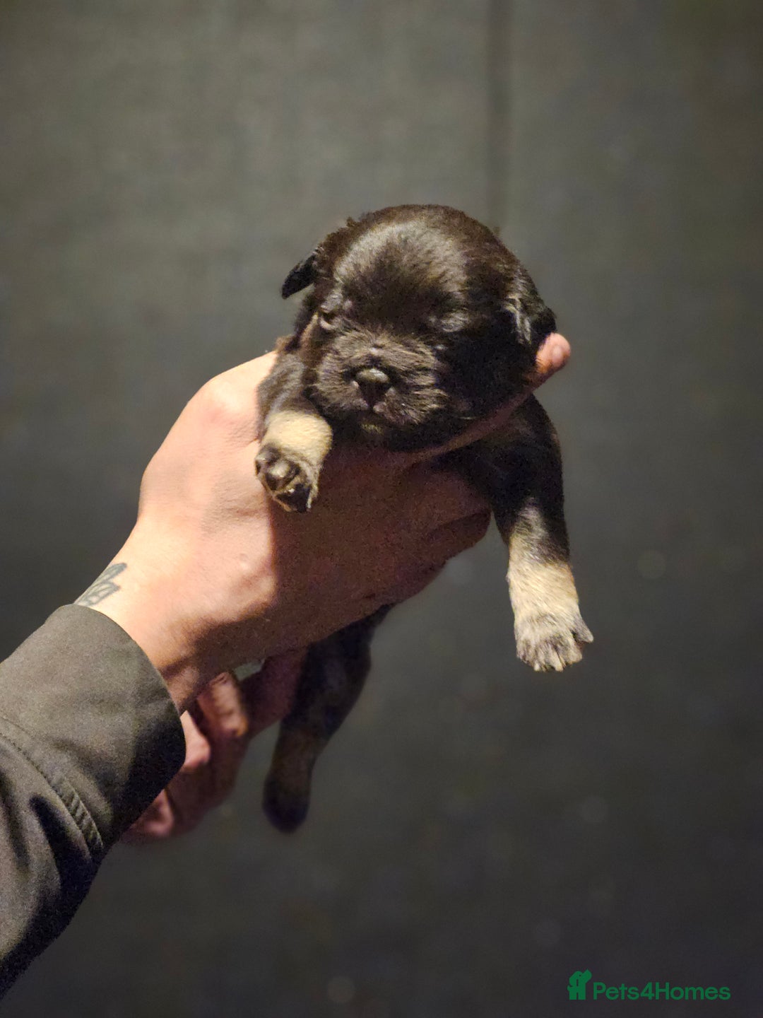 French Bulldog dogs for sale: Fluffy french bulldogs  - Advert 7