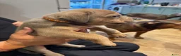 Mixed Breed dogs for sale: Staffweilers F5 exotic colours co/co dd bb  in London - Advert 23