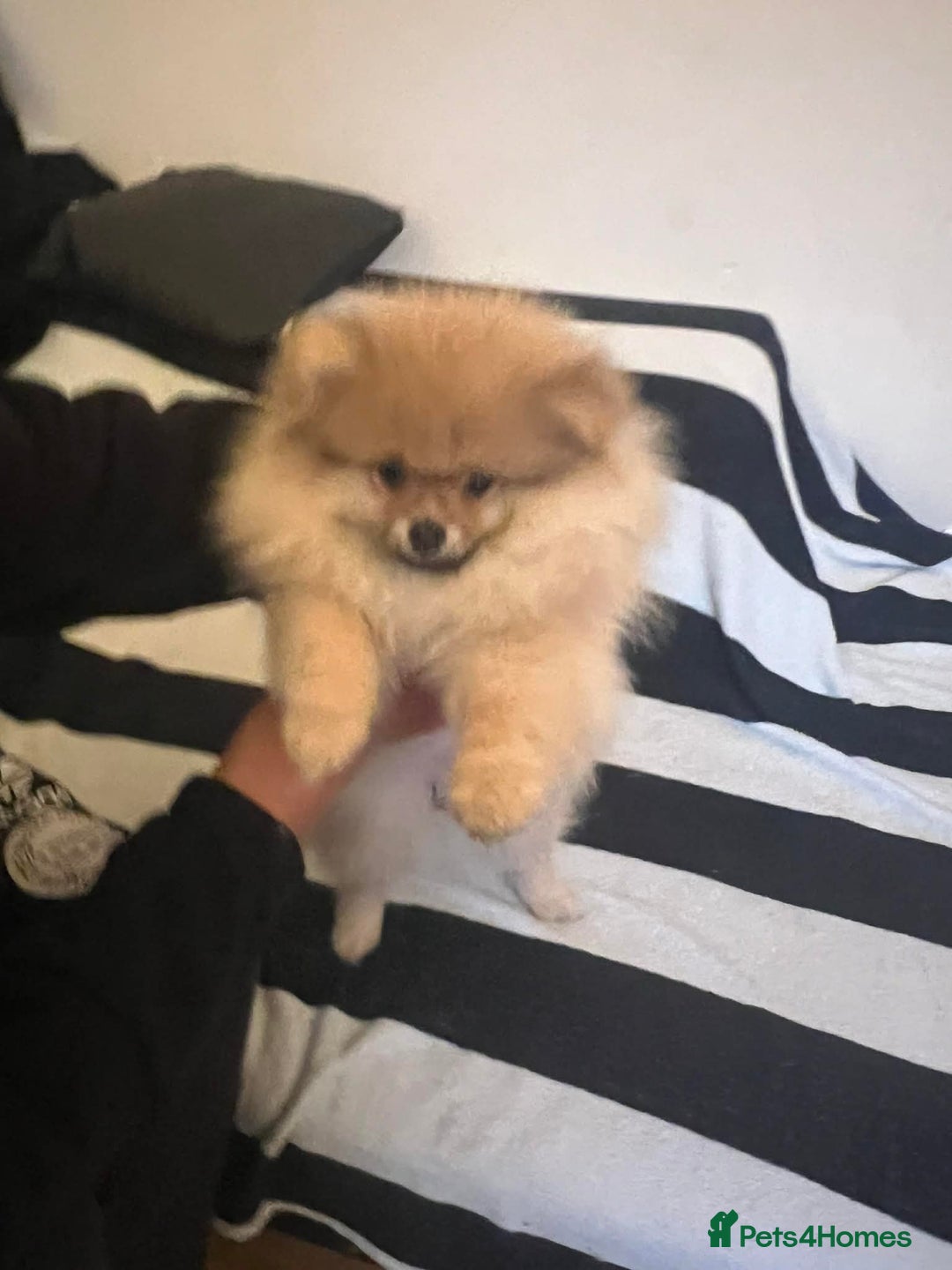 Pomeranian dogs for sale: Russian bloodline pomeranian Kc registered  - Advert 34