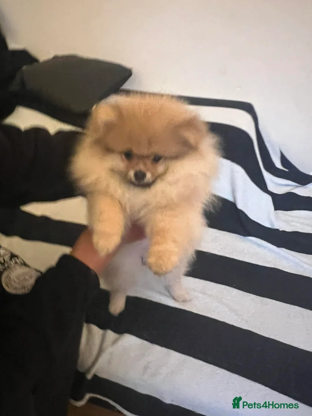 Pomeranian dogs for sale: Russian bloodline pomeranian Kc registered  - Advert 30