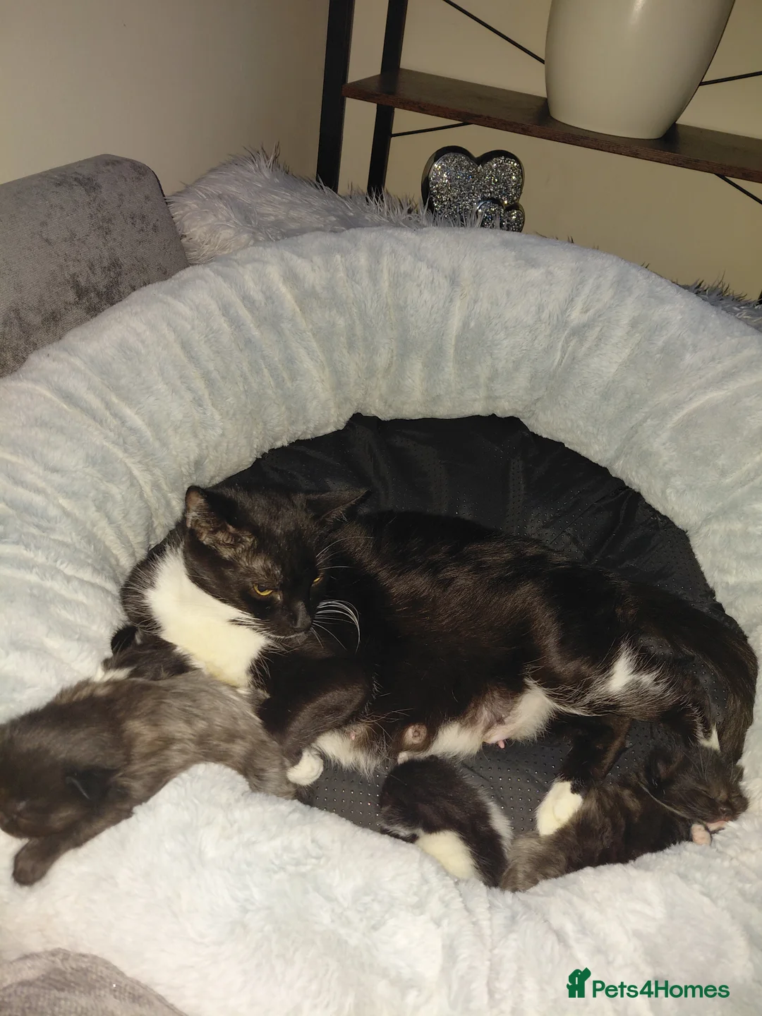 Mixed Breed cats for sale: lowely kittens - Advert 6