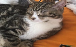 Toyger cats for sale: Domestic shorthair  - Image 3