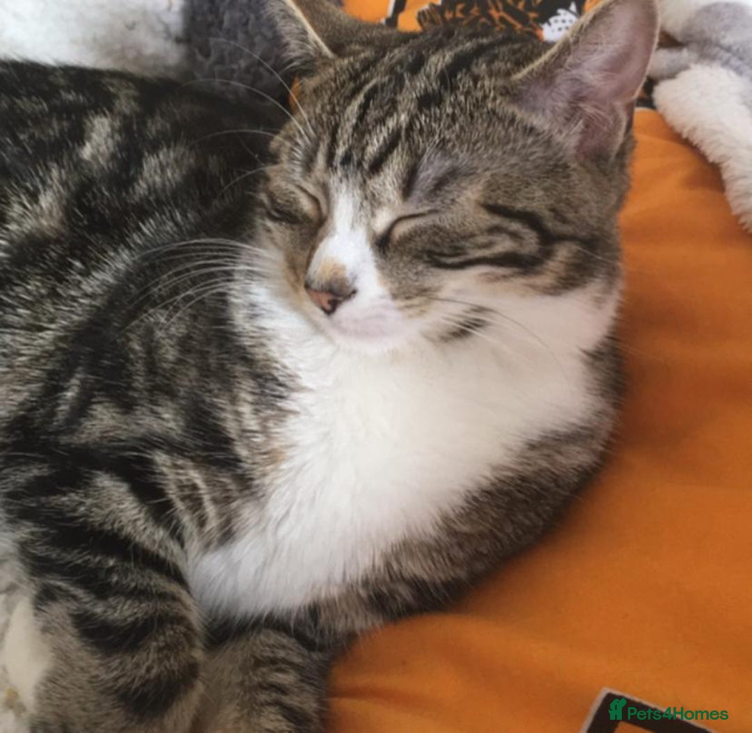 Toyger cats for sale: Domestic shorthair  - Image 3
