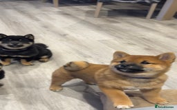 Japanese Shiba Inu dogs for sale: Japanese Shiba Inu  - Advert 2