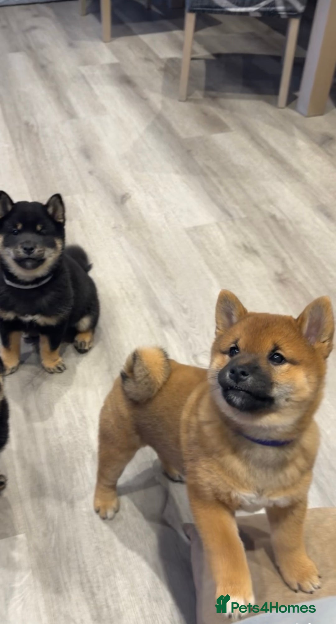 Japanese Shiba Inu dogs for sale: Japanese Shiba Inu  - Advert 2