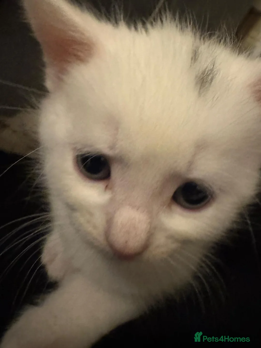 Mixed Breed cats for sale: Kittens - Advert 10