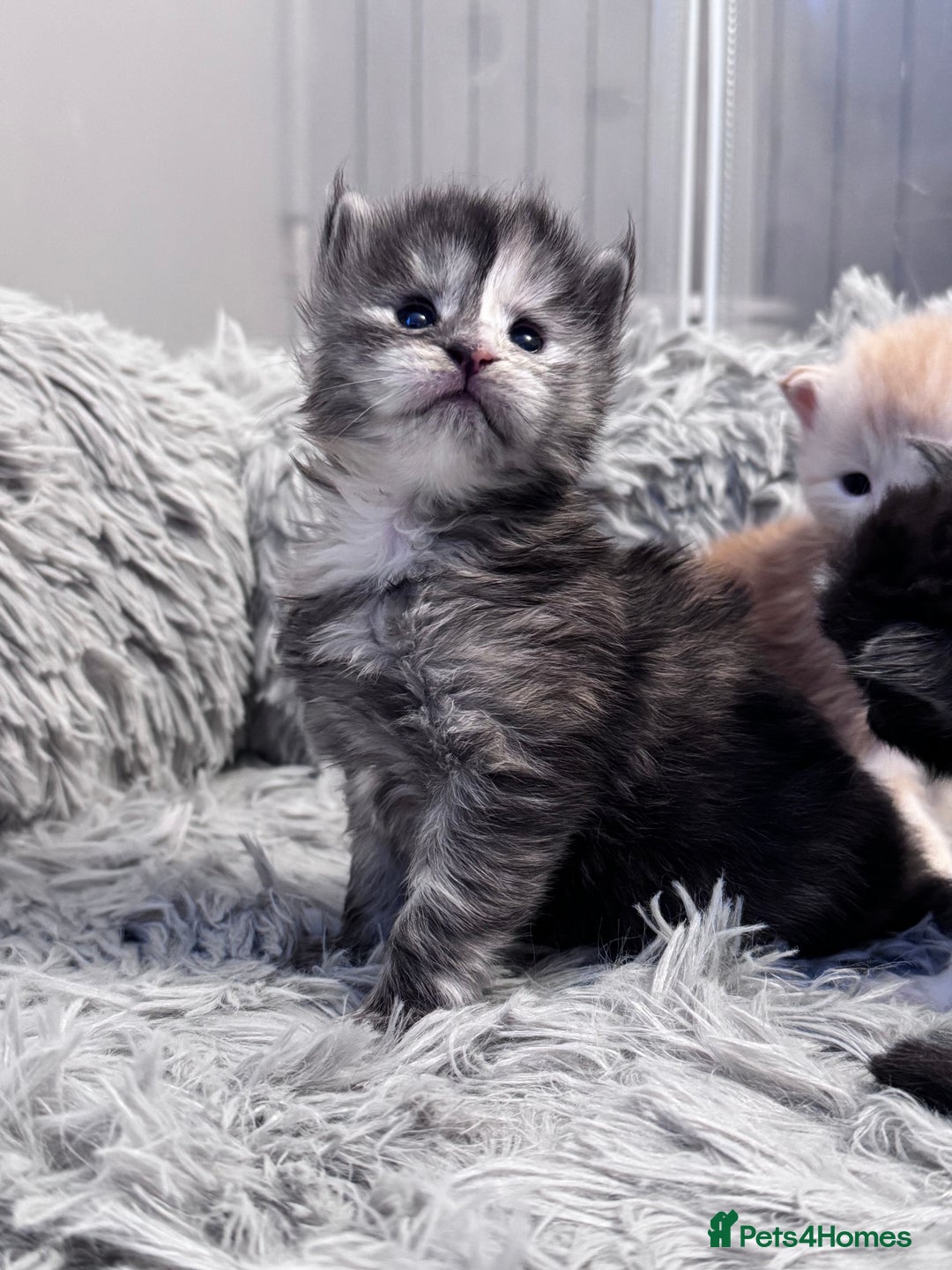 Maine Coon cats for sale: 🌟🌟Beautiful  Maine Coon kittens 🌟🌟🌟 - Advert 5