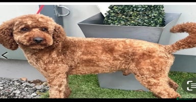 Cockapoo dogs - Advert 13