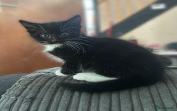 Mixed Breed cats for sale: 4x kittens for sale  - Image 3