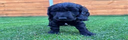 Mixed Breed dogs for sale: Beautiful Schnoodle Babies 🐾🐾🐾 - Advert 5