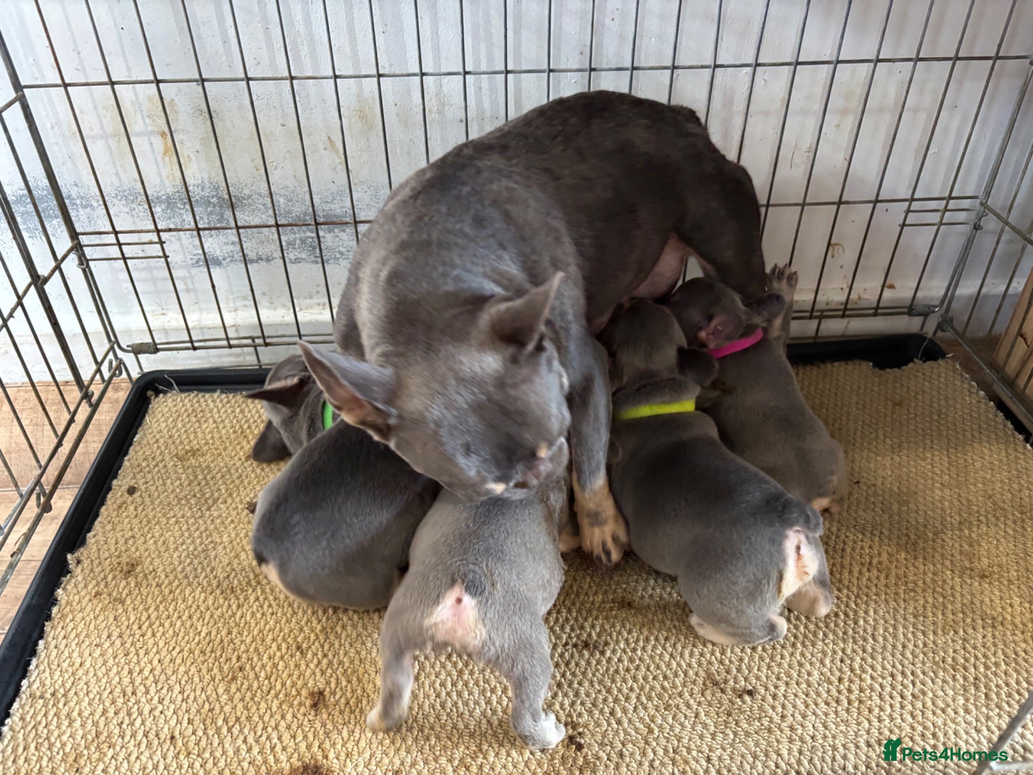 French Bulldog dogs French bulldog ( fluffy bloodline) - Advert 12