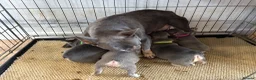 French Bulldog dogs for sale: French bulldog ( fluffy bloodline) - Advert 2