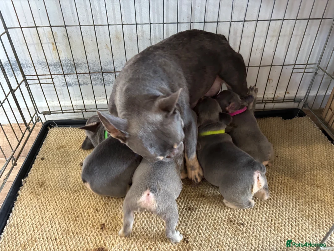 French Bulldog dogs for sale: French bulldog ( fluffy bloodline) - Advert 2