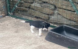 Mixed Breed dogs for sale: Speagle pup (male) - Image 1