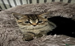 British Shorthair cats for sale: 🐾✨British Shorthair × Silver Tabby Kittens✨🐾 - Image 15