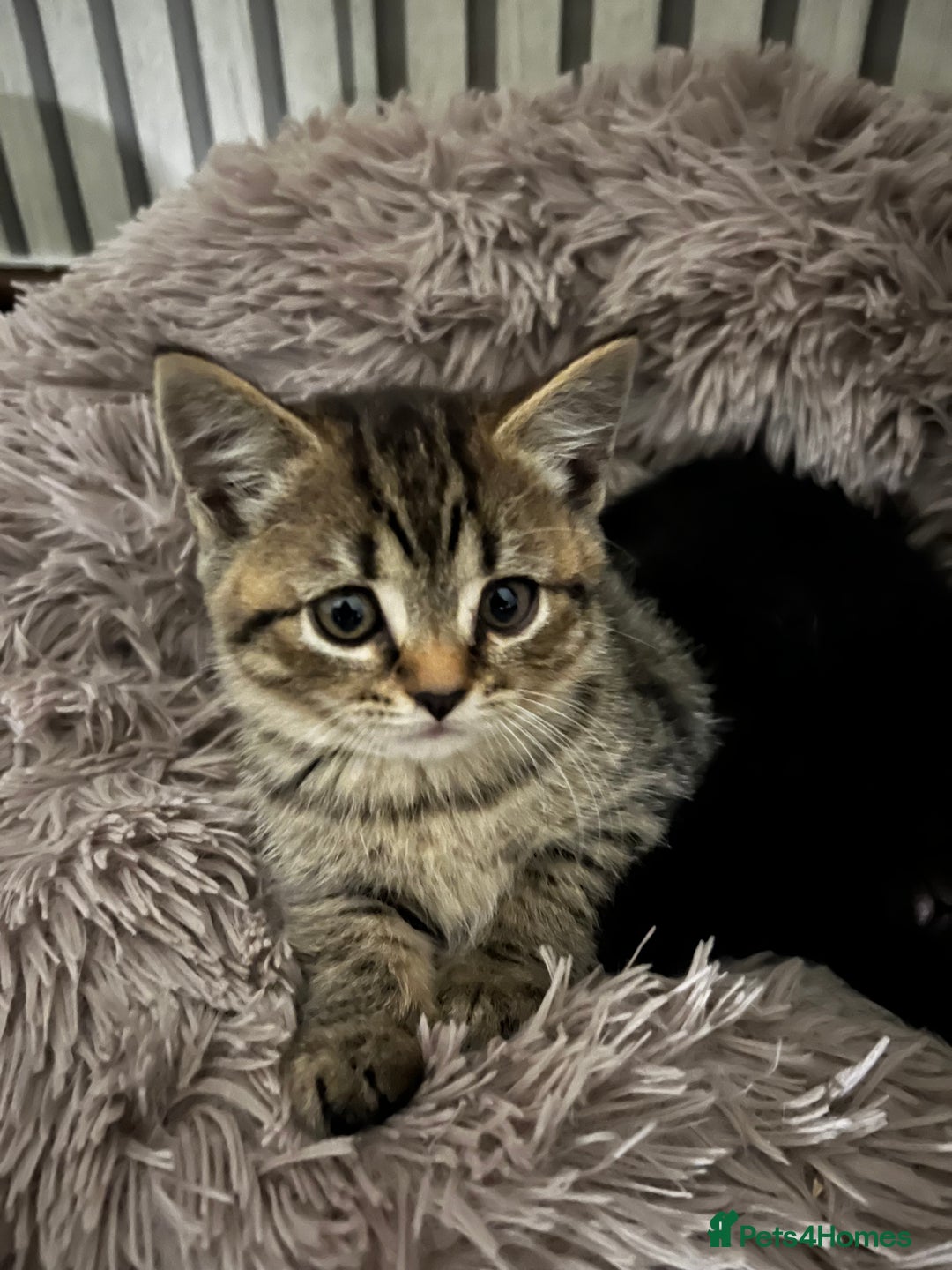 British Shorthair cats for sale: 🐾✨British Shorthair × Silver Tabby Kittens✨🐾 - Image 15