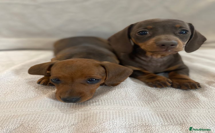 Miniature Dachshund dogs - Advert 3