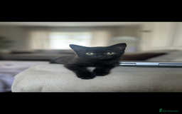 Mixed Breed cats for sale: Bonded Pair of Kittens Seeking a Forever Home  - Image 5
