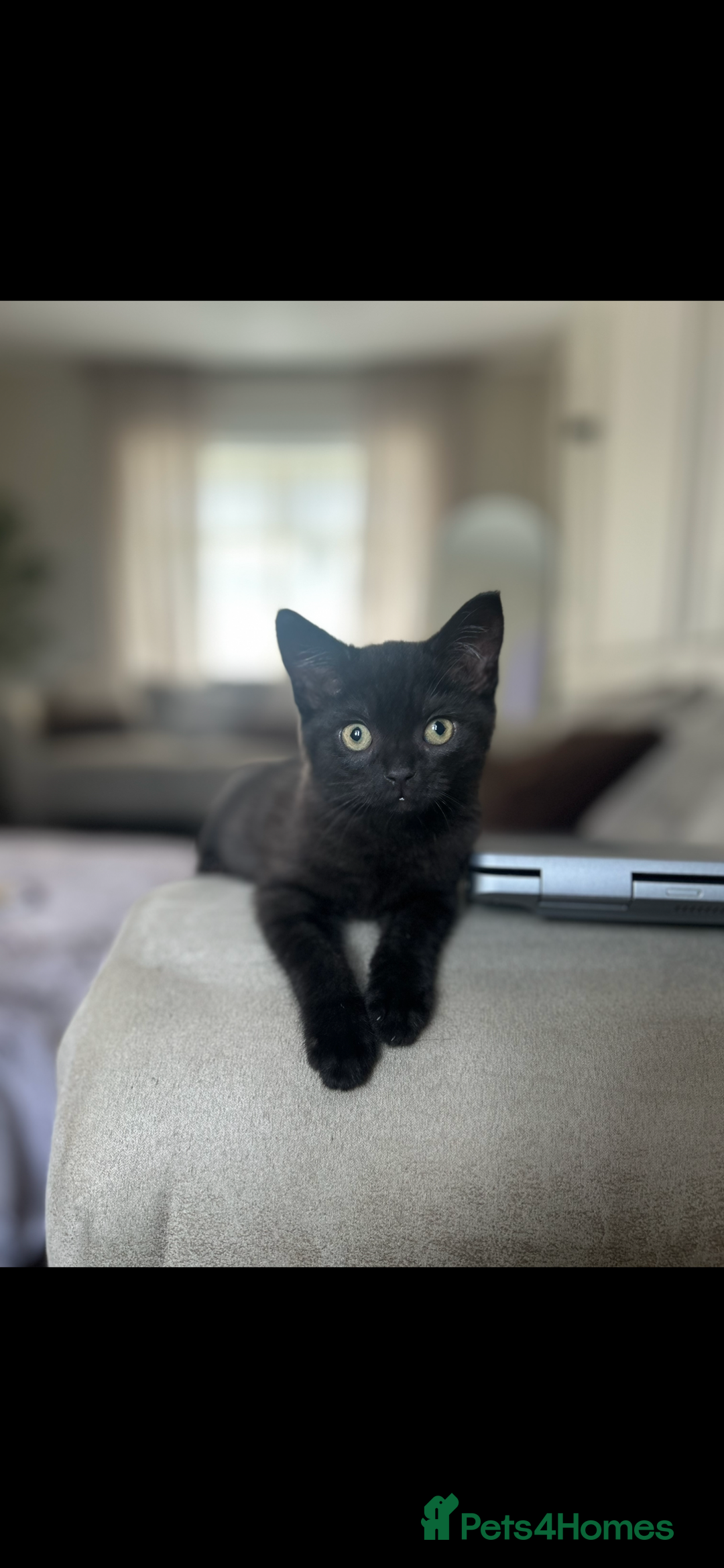 Mixed Breed cats for sale: Bonded Pair of Kittens Seeking a Forever Home  - Image 5