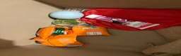 Rat rodents for sale: Two male dwarf rats  in Peterborough - Advert 2