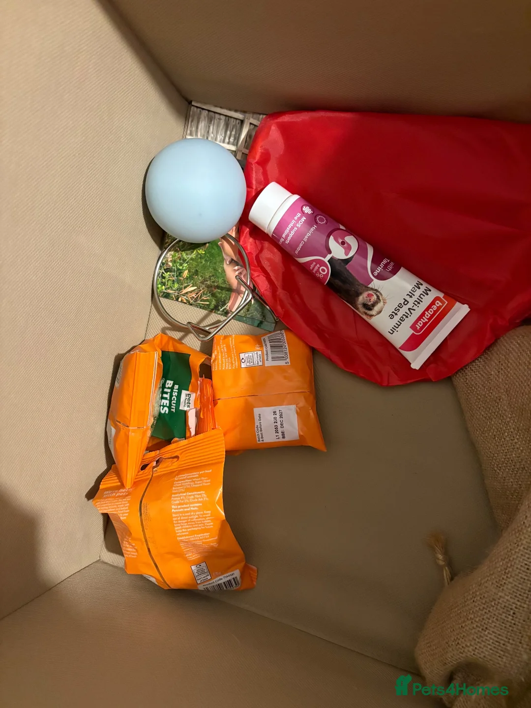 Rat rodents for sale: Two male dwarf rats  in Peterborough - Advert 2