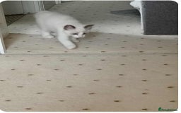 Ragdoll cats for sale: Kitten Ragdoll bicolor 1 boy. - Image 11