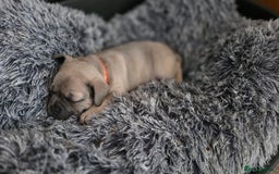 Mixed Breed dogs for sale: French bulldog x Chihuahua puppies - Image 3
