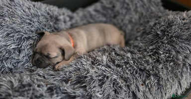 Mixed Breed dogs - Advert 1