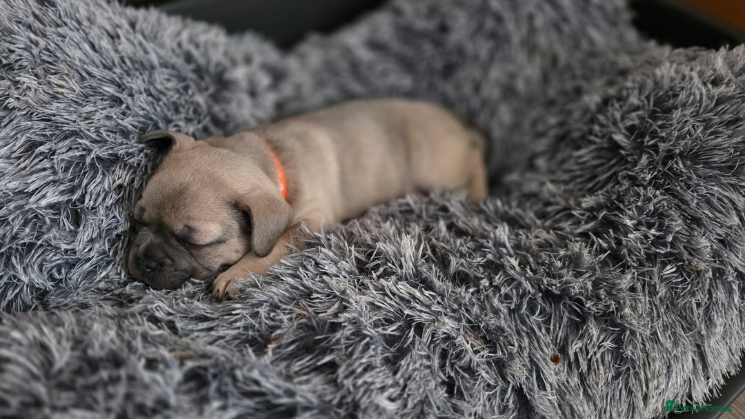 Mixed Breed dogs for sale: French bulldog x Chihuahua puppies - Image 3