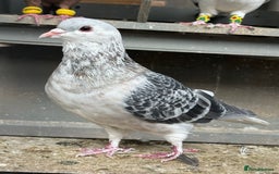 Pigeons birds for sale: Pigeons in Manchester - Image 11
