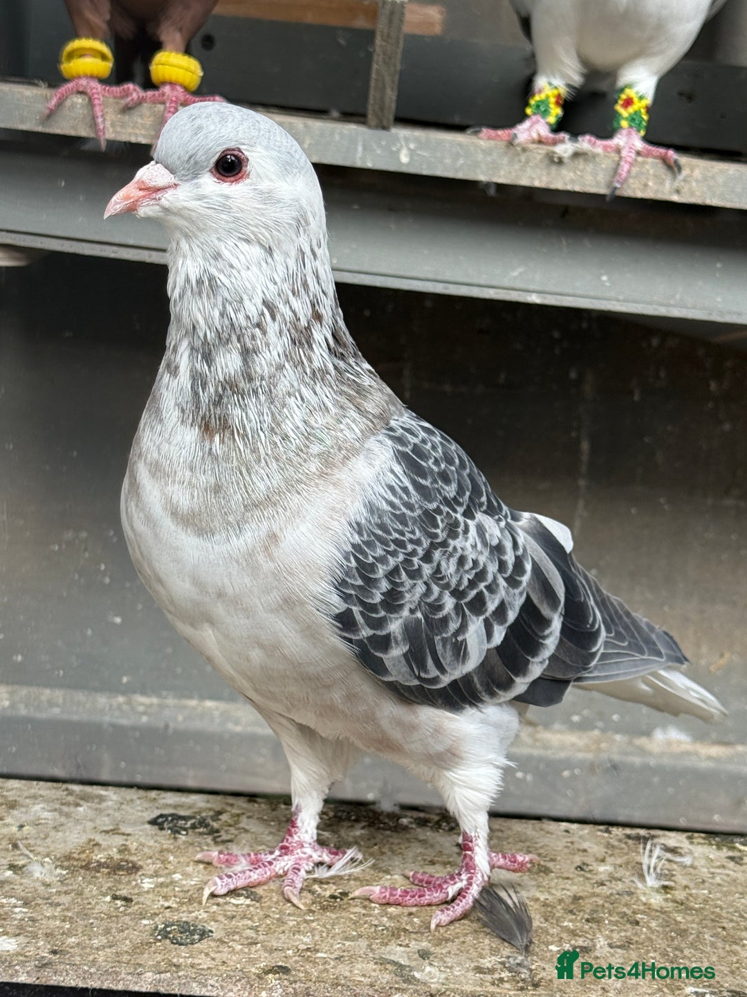 Pigeons birds for sale: Pigeons in Manchester - Image 11