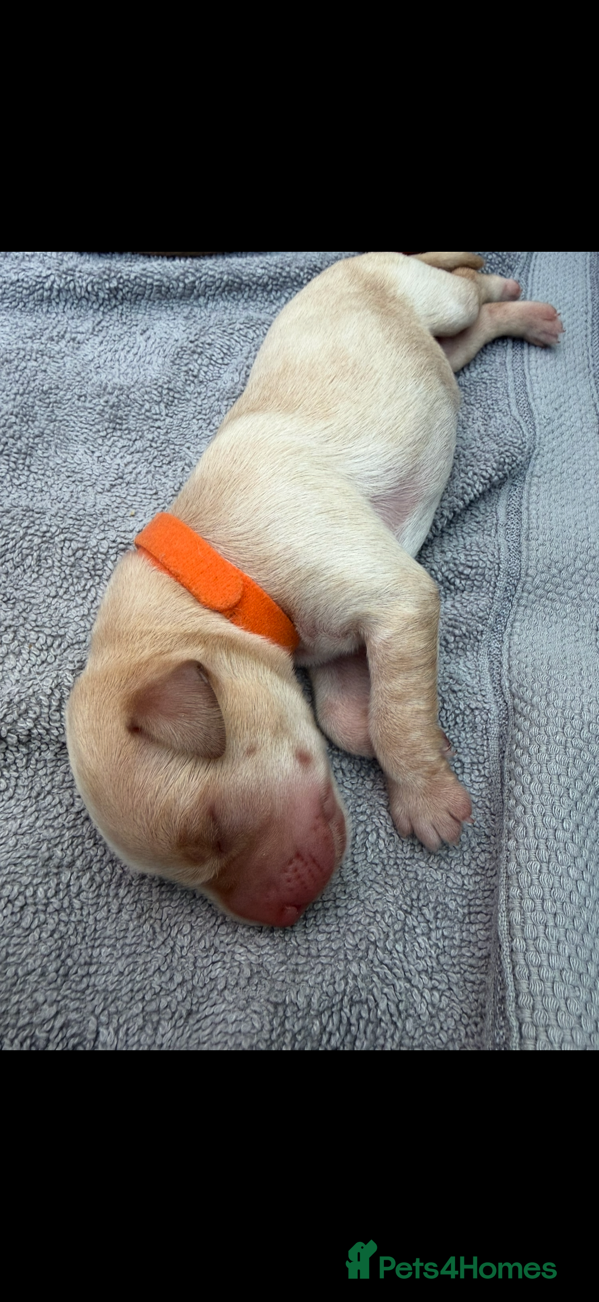 Labrador Retriever dogs 7 KC Reg Labrador champion bloodline Puppies - Advert 2