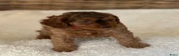 Cockapoo dogs for sale: Chocolate sable girl  - Advert 6