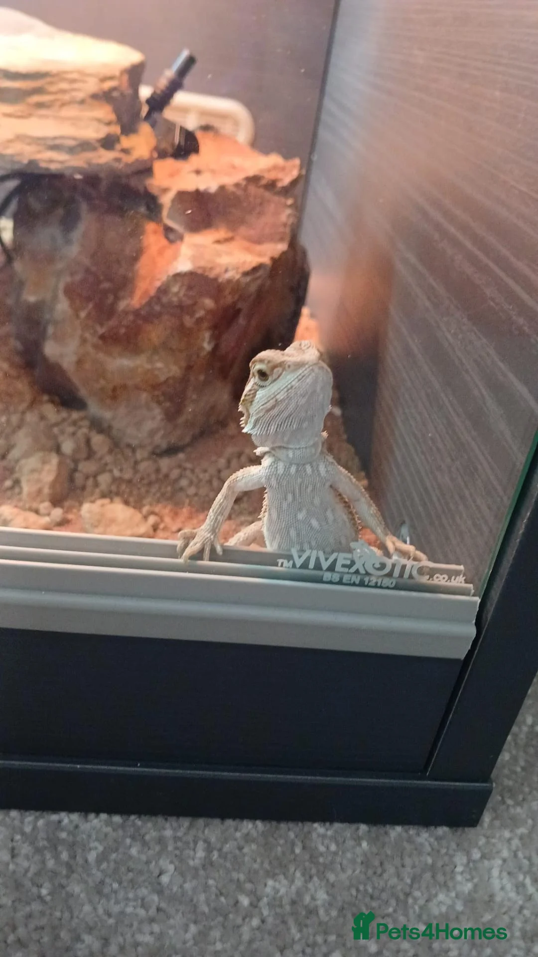Bearded Dragon reptiles for sale: Bearded Dragon with Complete Vivarium Setup  - Advert 5