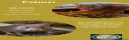 Hamster rodents for sale: Hamsters  - Advert 26