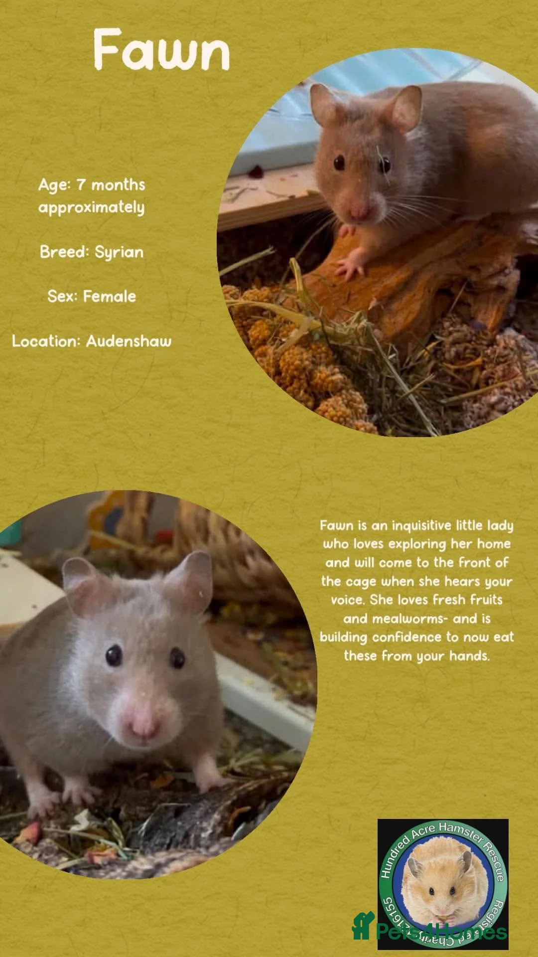 Hamster rodents for sale: Hamsters  - Advert 26