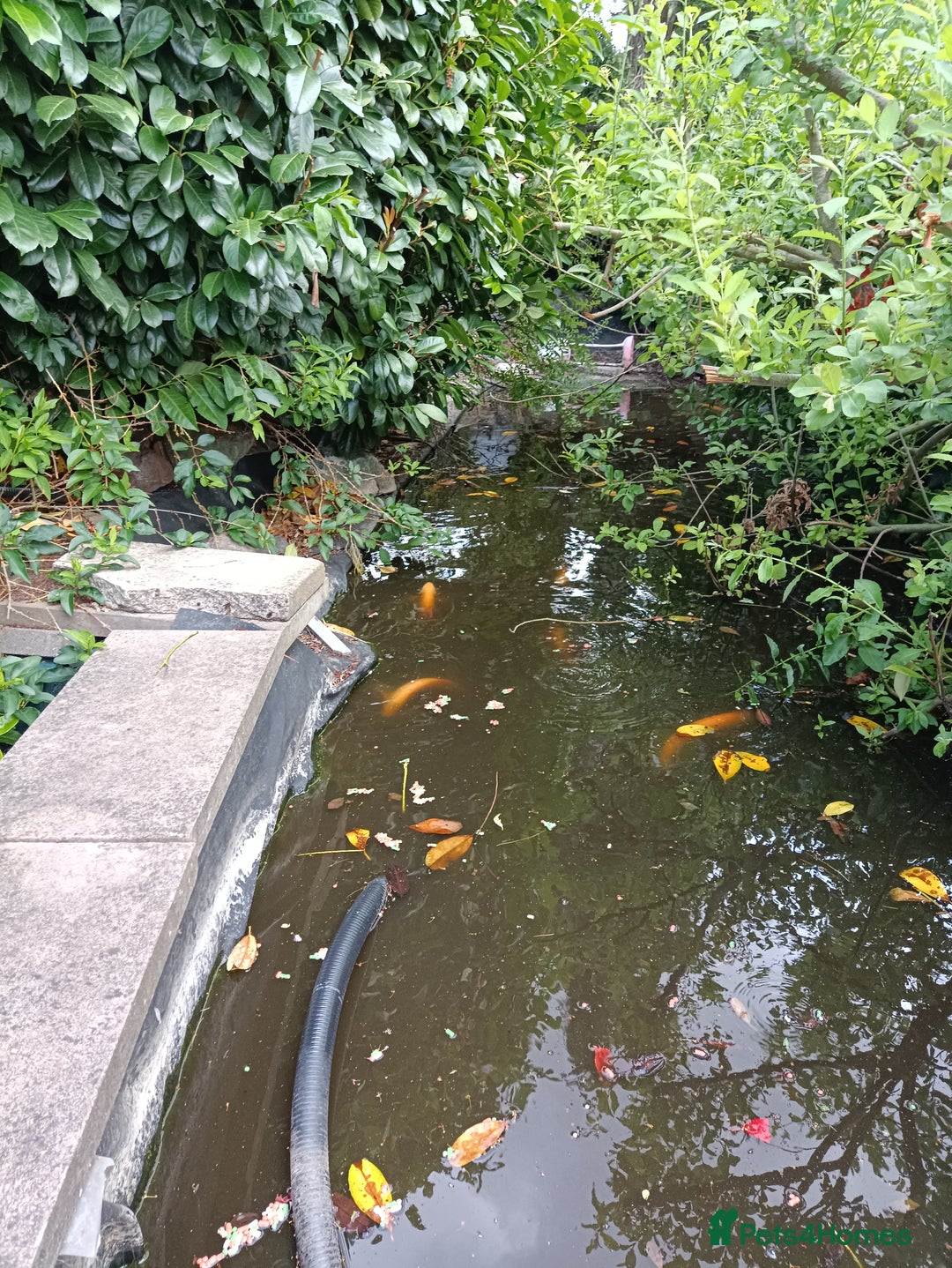 Koi Carp fish for sale: Koi Carp for sale Bedworth  - Image 5