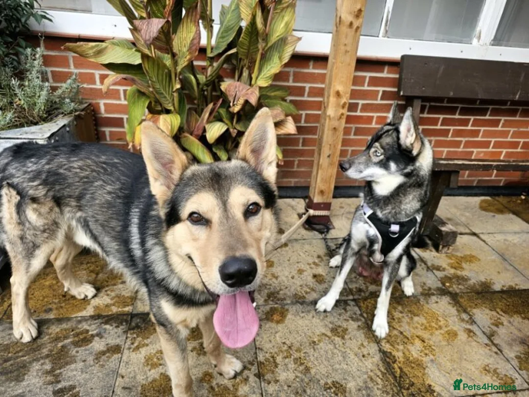 Mixed Breed dogs for sale: Jax – 3 Year Old Alaskan Malamute - Advert 1