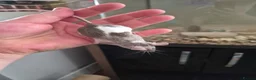 Mouse rodents for sale: 4 Cute Fancy Mice - Advert 4