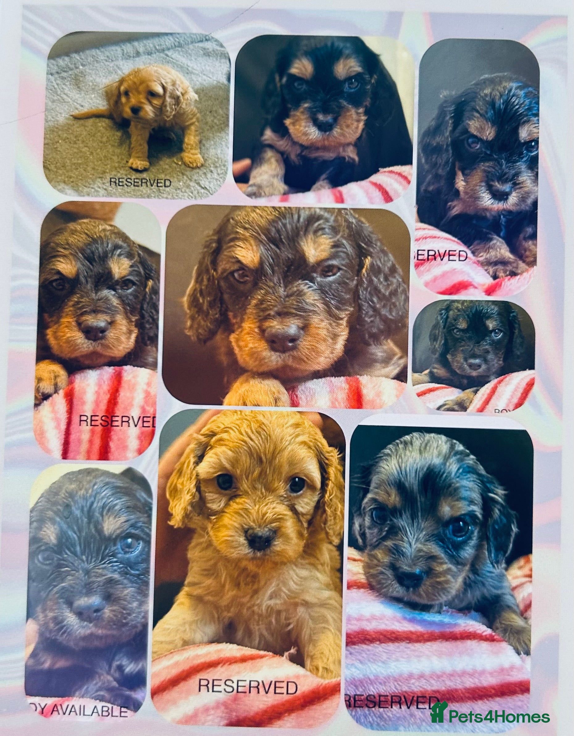 Mixed Breed dogs Cavapoo Puppies  - Advert 1