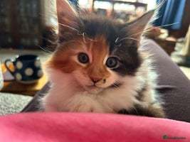 Maine Coon cats Maine coon kittens - Advert 1