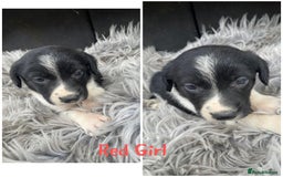Sprollie dogs for sale: 🩶Beautiful sprollie puppies🩶  - Image 7