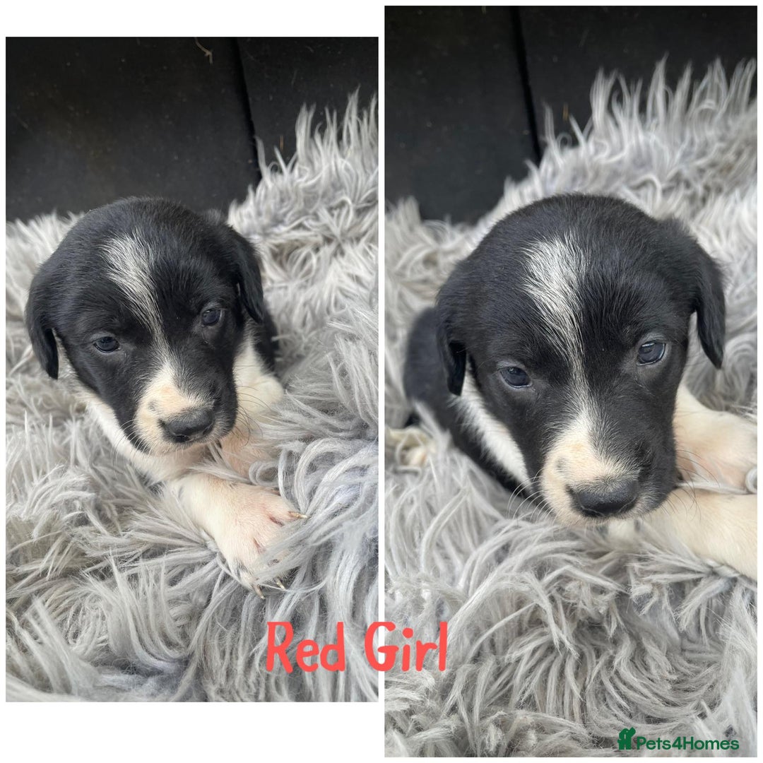 Sprollie dogs for sale: 🩶Beautiful sprollie puppies🩶  - Image 7