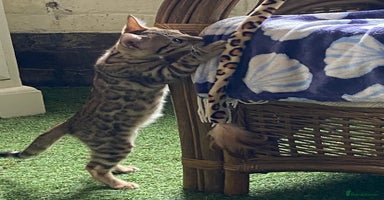 Bengal cats - Advert 4
