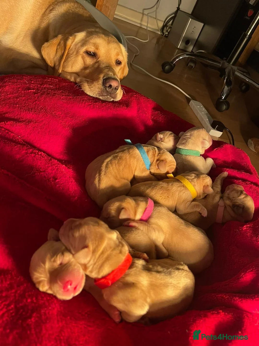 Labrador Retriever dogs for stud: Fox red Labrador ,stud duties (PROVEN) in Hengoed - Advert 10