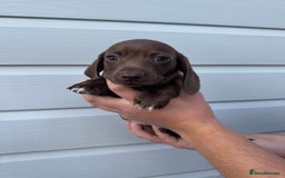Miniature Dachshund dogs for sale: Miniature Dachsund Puppies (licensed breeder) - Image 21